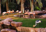 flamingo